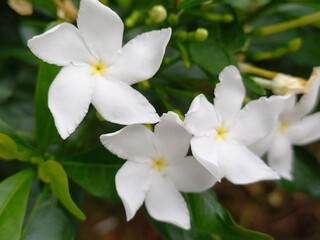 white flowers of a tree