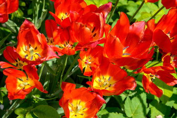 fiori di un bel giardino
