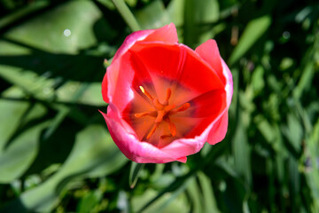 fiori di un bel giardino