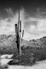 San Tan Mountains Sonora Desert Arizona On Black and White Film