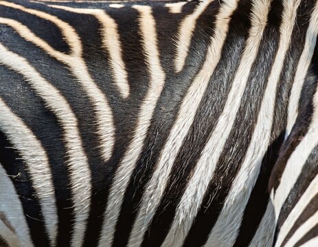 zebra fur hair texture close up
