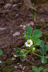 Strawberry blossom bush in the garden. Growing strawberries at home.