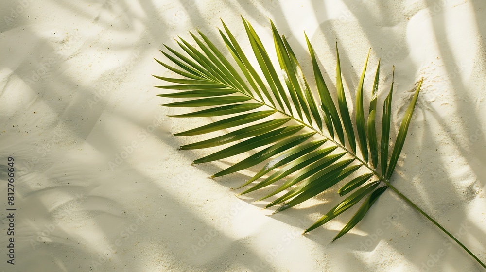 Poster aesthetic palm leaf on shadow on sand background texture copy space minimal summer concept : generat