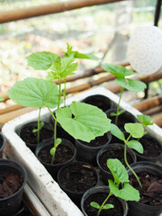 young bitter melon tree ready to move in soil to grow