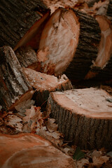 Cutting wood into bars. A view of a sawn tree in the forest. A poster with an image of a sawn tree in pastel colors. Tree cuts with bark