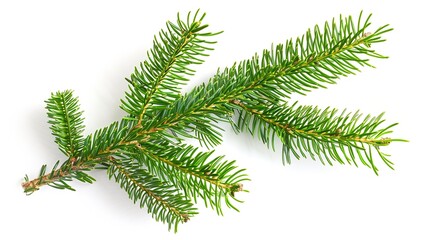 Christmas Fir branch isolated png transparent christmas tree Christmas green spruce branch Object for christmas card packaging banner calendar : Generative AI