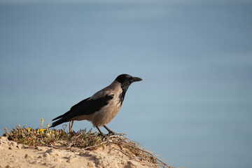 crow on a rock