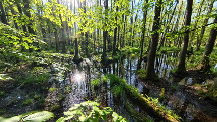 Panoramic view of the wet forest. Primordial swamp forest. Nature Reserve. Barycz Valley, Poland.