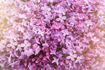 Texture of fresh lilac blossom beautiful purple flowers. Close up. Floral background. Spring flowers conception. Mothers day, womens day concept. Lilac branches. Space for text.