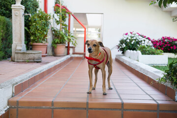 Cane © Gianluca Scerni