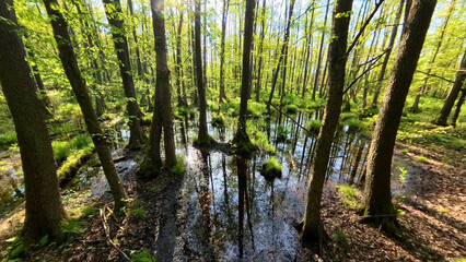 Panoramic view of the wet forest. Primordial swamp forest. Nature Reserve. Barycz Valley, Poland.