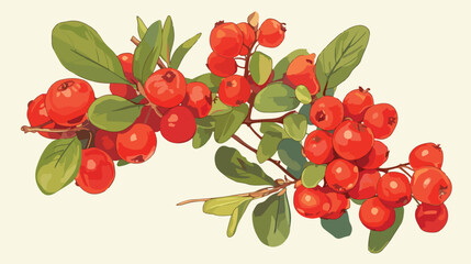 Barberry hand drawn ripe red berries bunch with lea
