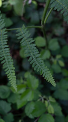 Fern grows in the undergrowth between blackberry bushes