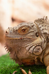 Vertical shot of a Green Iguana (Iguana Iguana) , close up