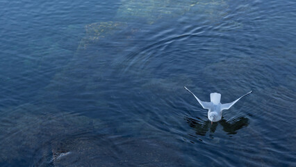Fototapeta premium Seagull with open wings observes what is under the surface of the water
