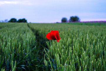 poppy in the field