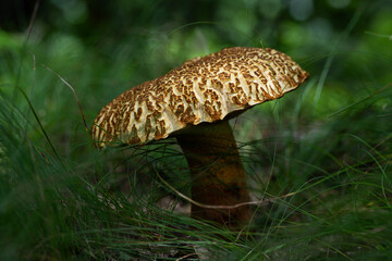 접시껄껄이그물버섯