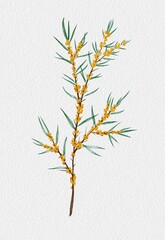 watercolor branch with sea buckthorn