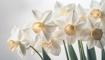 spring narcissus daffodil flowers on white background