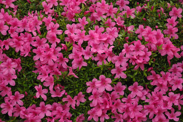 満開となったピンクのツツジ