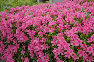 満開となったピンクのツツジ