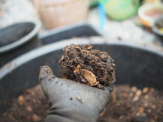 soil for vegetable with earthwarm and bug in hands 