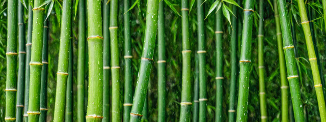 Fototapeta premium Natural green bamboo background. bamboo stems, exhibiting their natural green hue and segmented texture. Perfect for adding an organic and fresh feel to various visual projects