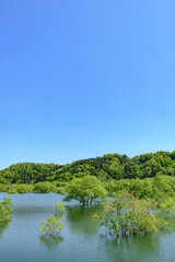 Fototapeta premium 白川湖 青空と残雪と新緑の水没林 