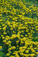 東京ミッドタウンに咲く黄色いガザニア