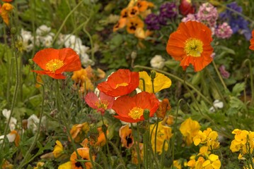Yellow and red poppies in bloom.