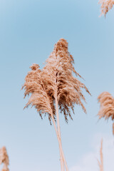the fluffy top of the pampas grass against the sky. Pastel grass on a blue background