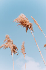 the fluffy top of the pampas grass against the sky. Pastel grass on a blue background