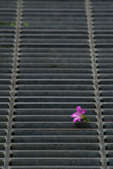 赤坂5丁目のグレーチングとカタバミ