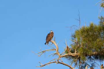 Osprey perched on a branch