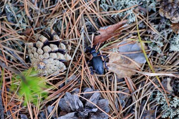 Ground beetle