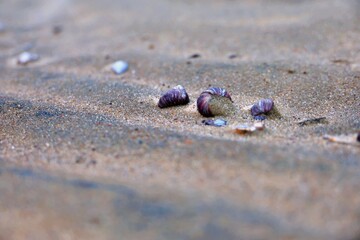 shells