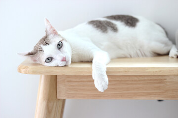 The cat lay on the wooden bench in white wall home