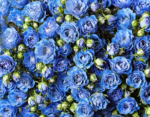 Obraz premium many small red pink yellow black white roses blossoms full screen close-up texture