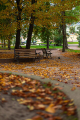 vertical photography of park town square autumn season outdoor environment with falling leaves and bench without people