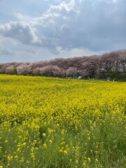 Obraz premium 菜の花畑と桜
