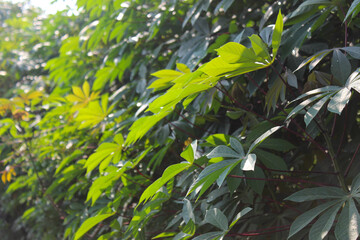 Fototapeta premium Cassava Leaves. Green Cassava Leaves. Cassava Leaves Background. Cassava Leaves Plant or Daun Singkong.