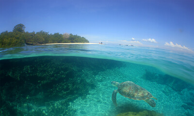 Obraz premium a sea turtle on a beach in the caribbean sea