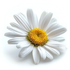 Depicting a daisy flower , isolated on white background , high quality, high resolution