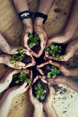 Soil, hands or plant top view for agriculture, sustainability and earth day support and teamwork. Sand, growth or people with leaf for environment, protection and community for ngo volunteer team