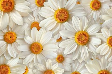 Obraz premium white daisies