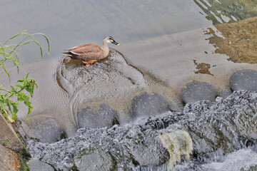 滝に落ちそうで落ちないカモ