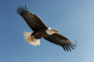 Naklejka premium A bald eagle is flying in the sky