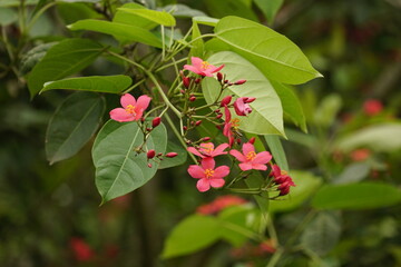 Close-up of Jatropha integerrima flower blooming on a tree
