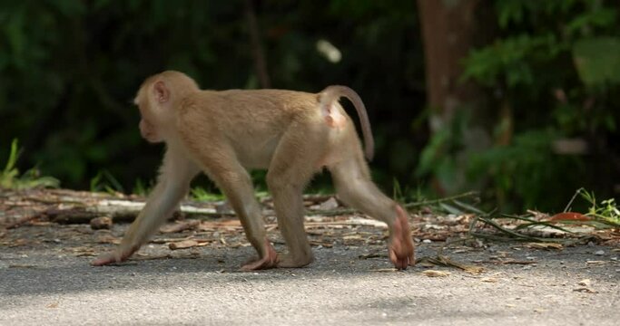 Northern pig-tailed macaque (Macaca leonina) monkey eating flying termite near road at Khao Yai National Park during the afternoon, Thailand.