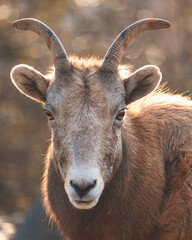Portrait of West Caucasian tur (Capra caucasica) in beautiful winter morning light. Soft backlit animal photo of a mountain goat-antelope native to Caucasus Mountains in Russia and Georgia.
Endangered